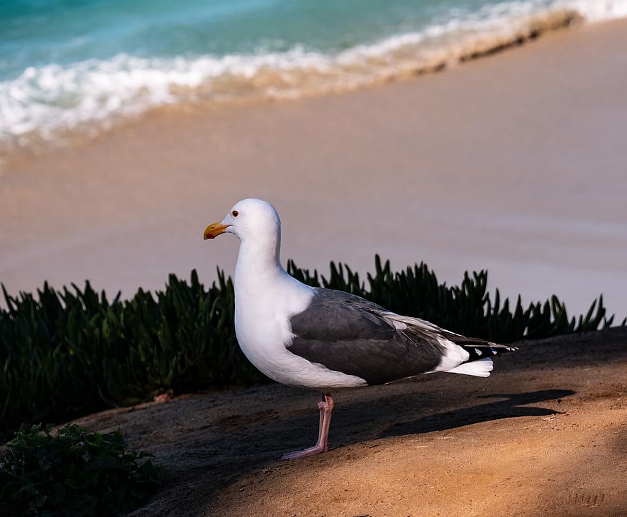 bird, gull, peace, standing bird, animal wildlife, animals in the wild HD wallpaper