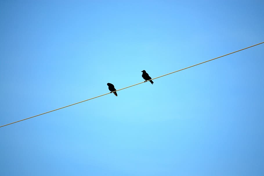 power line, birds, sky, dig, power cable, energy, sit, current HD wallpaper