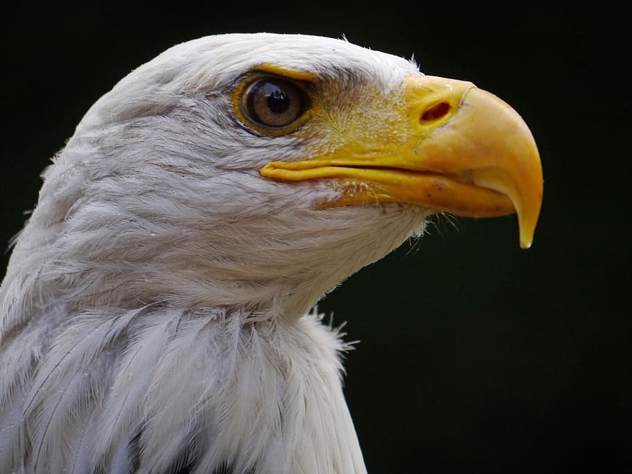 adler, bald eagle, bird, raptor, bill, bird of prey, wild bird HD wallpaper