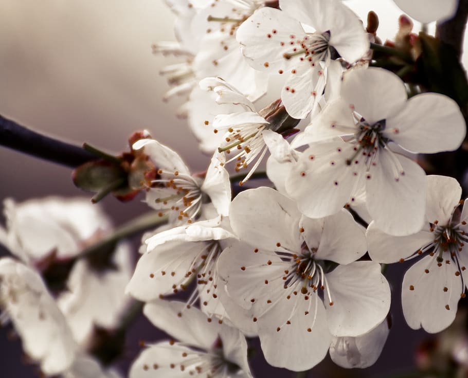 cherry blossom, bloom, spring, tree, branch, nature, flowering plant HD wallpaper