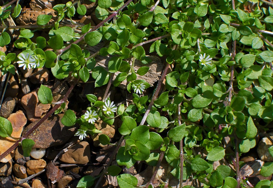 united states, oak ridge, blossom, bloom, edible, plant, nature