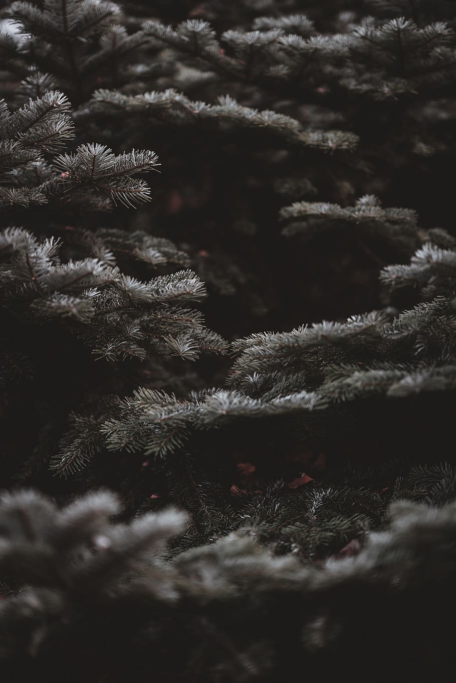 grey tree, ice, outdoors, nature, snow, frost, plant, conifer HD wallpaper