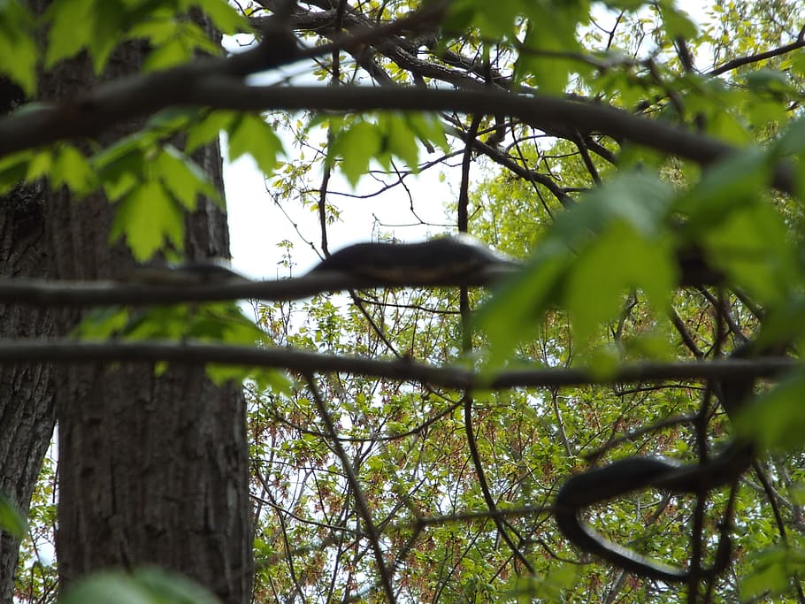 reptile, snake, black snake, tree, plant, animals in the wild HD wallpaper