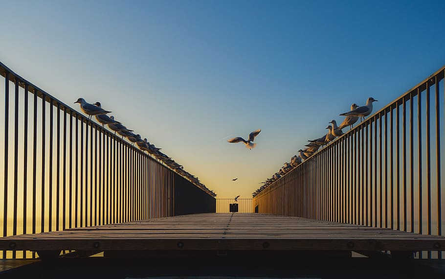 sunrise, bridge, bird, sky, color, seagulls, aurora, neuchâtel HD wallpaper