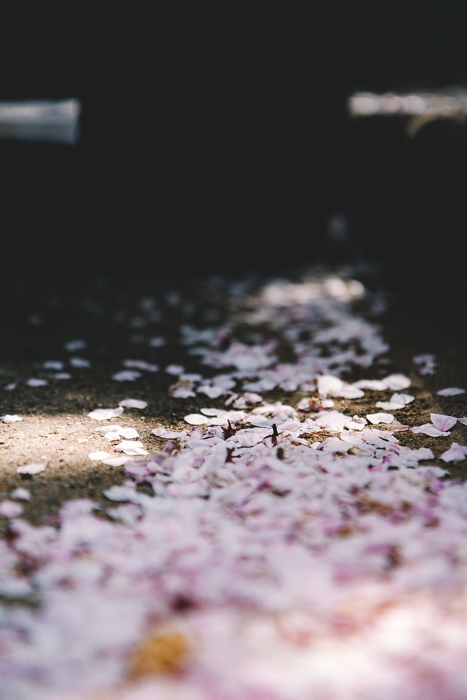 pink petals, selective focus, no people, close-up, nature, day HD wallpaper