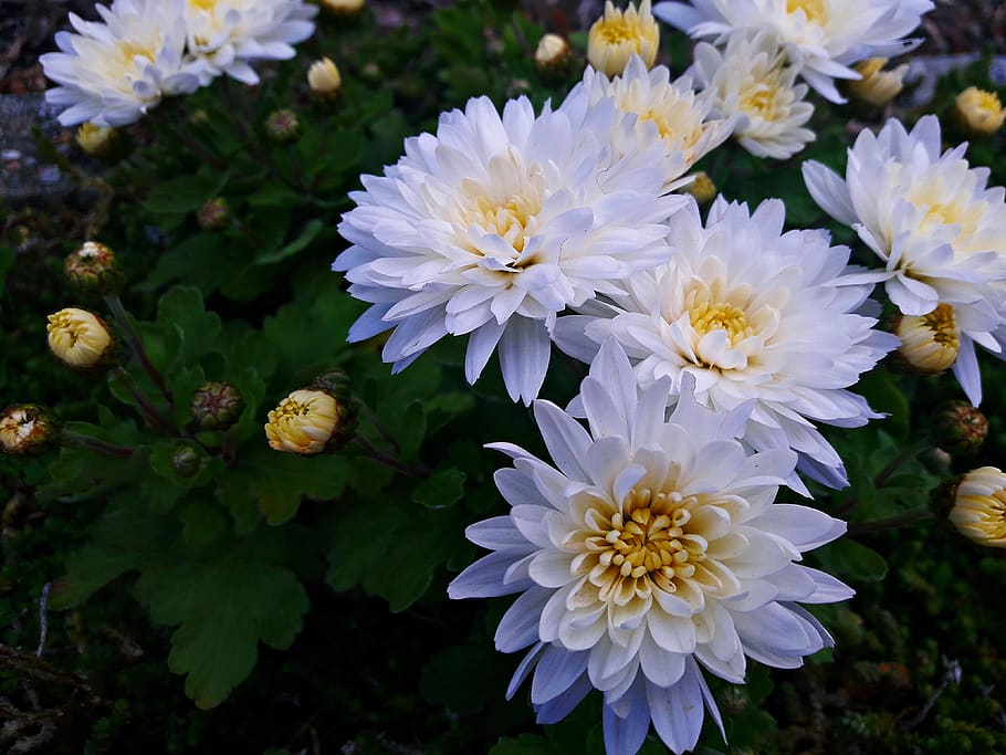 flower, flowers, white, spring, nature, plant, summer, flowering plant HD wallpaper