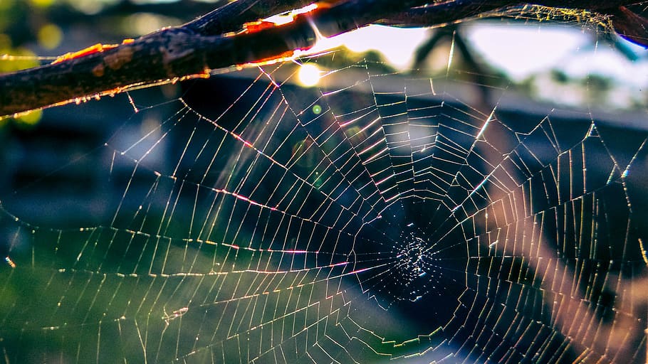 spider web, bugs, sunlight, fragility, close-up, focus on foreground HD wallpaper