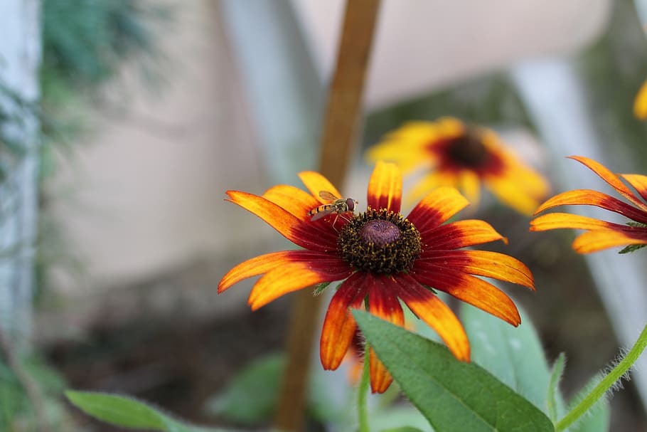 flower, bee, petals, pollen, leaves, plants, flowering plant HD wallpaper