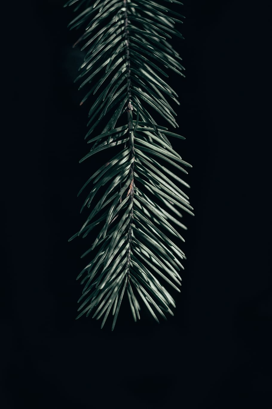 green pine tree leaves, black background, studio shot, growth HD wallpaper