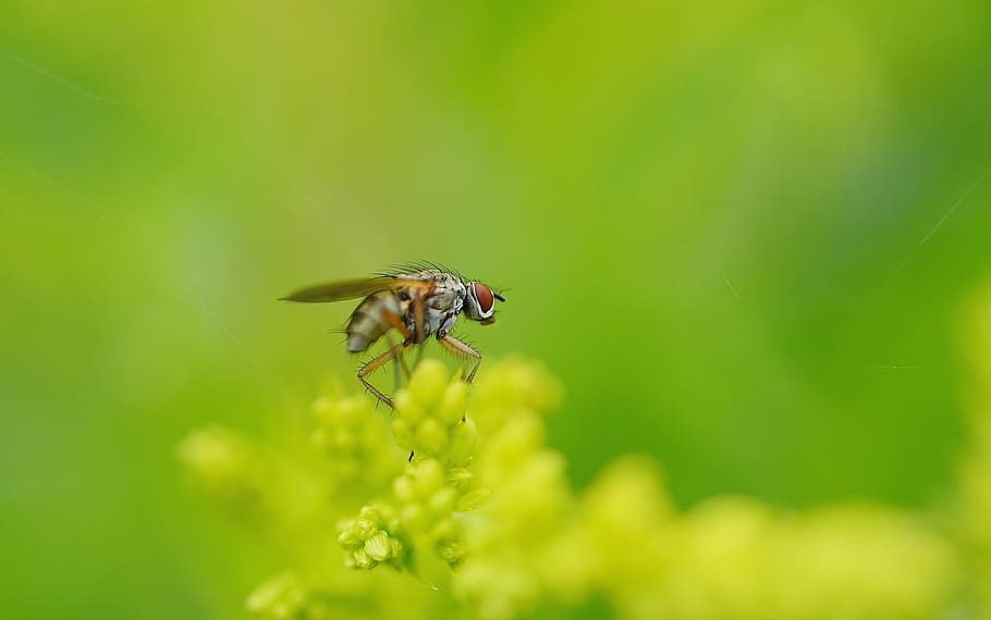 Gray Orange Bug on Yellow Petaled Flower, insect, macro, plant HD wallpaper