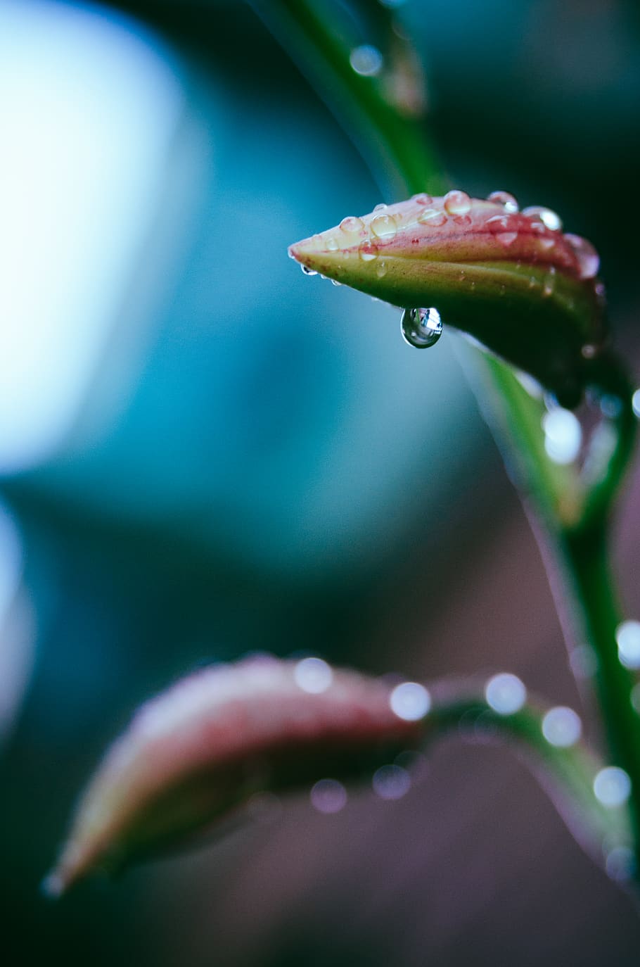 macro, rain, raindrops, nature, plant, plants, greenery, floral HD wallpaper