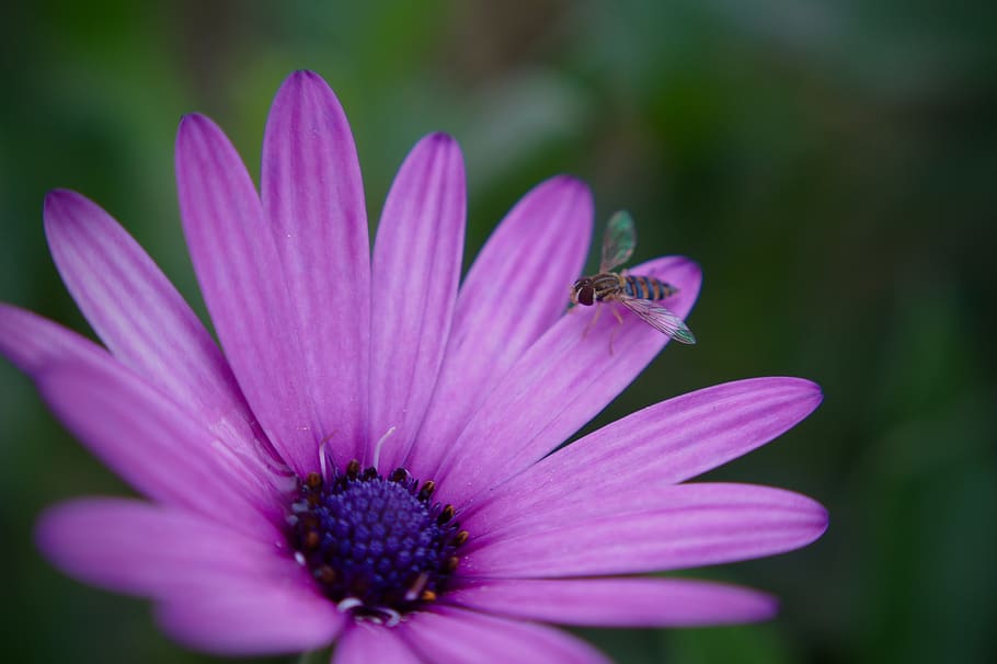 flower, bee, pollination, spring, purple, flowers, insects HD wallpaper