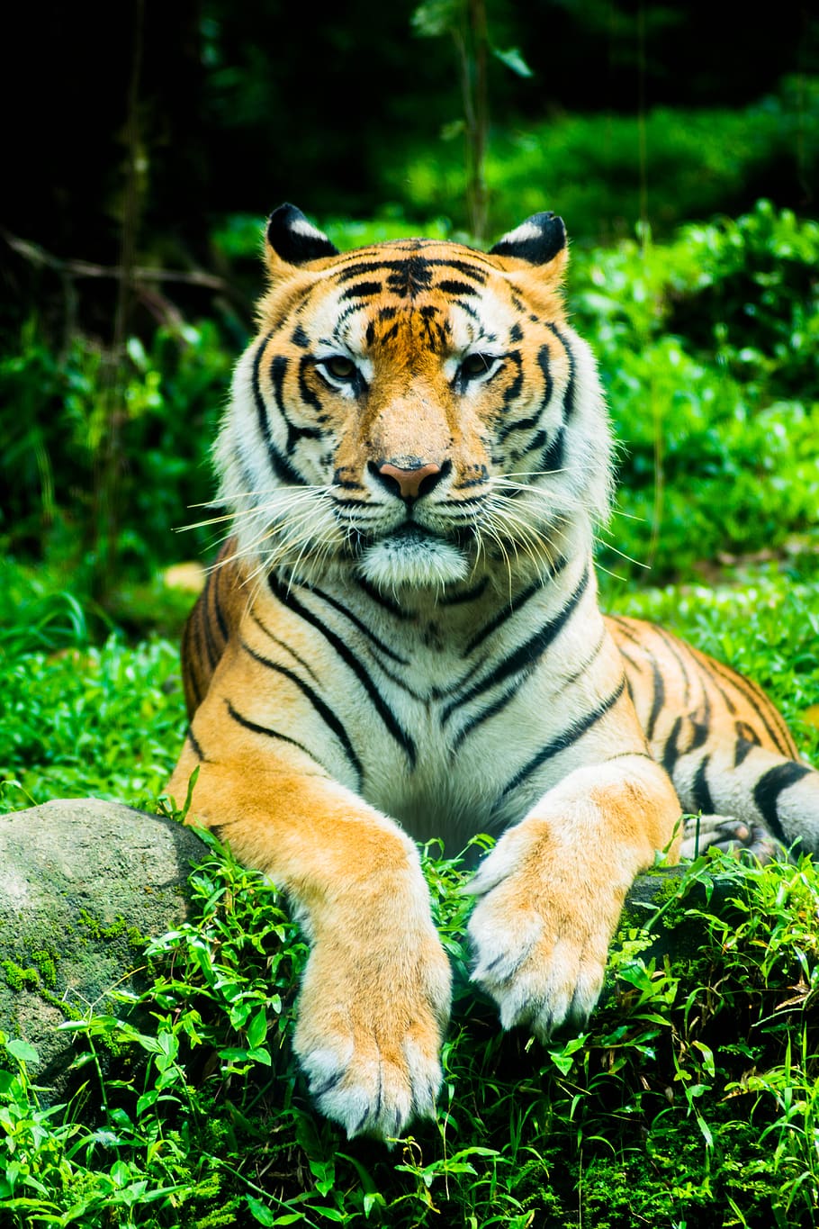 animal wildlife, animal themes, mammal, tiger, animals in the wild