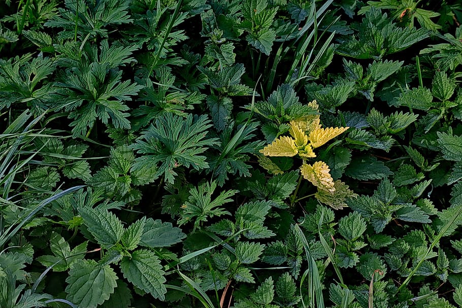 brennessel, yellow, green, leaf, plant part, green color, growth HD wallpaper