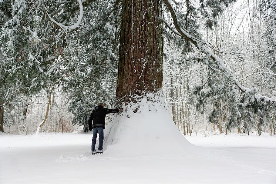 snow, winter, cold, wood, frost, frozen, ice, tree, season HD wallpaper
