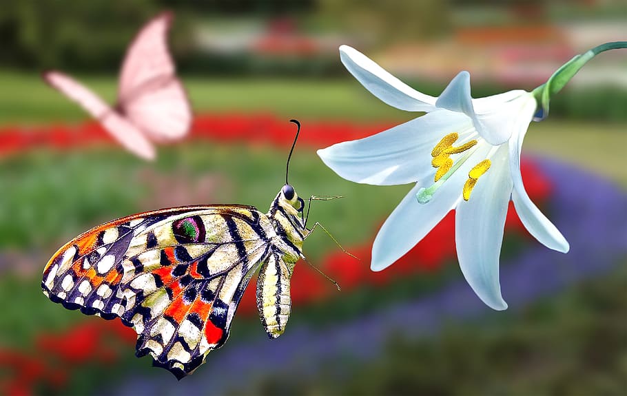 butterfly, flower, spring, beautiful, wallpapers, white, garden HD wallpaper