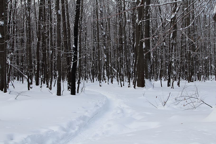 trees, winter, snow, nature, cold, landscape, forest, white HD wallpaper