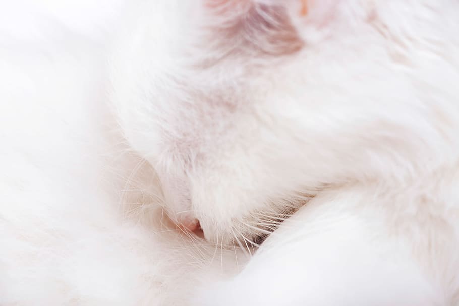 cat, eye, head, closeup, mammal, fur, light, fluffy, macro HD wallpaper