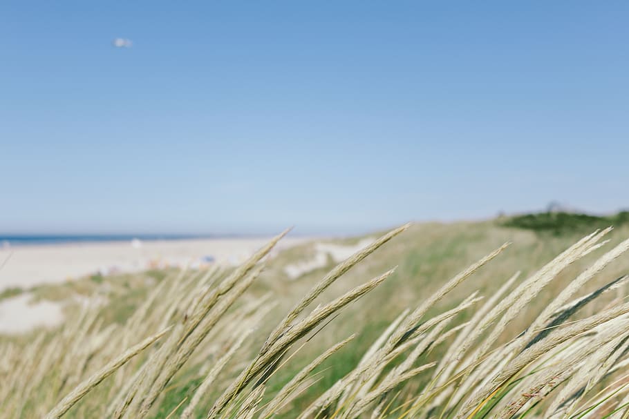 germany, juist, grass, view, see, beach, nordsee, wallpaper