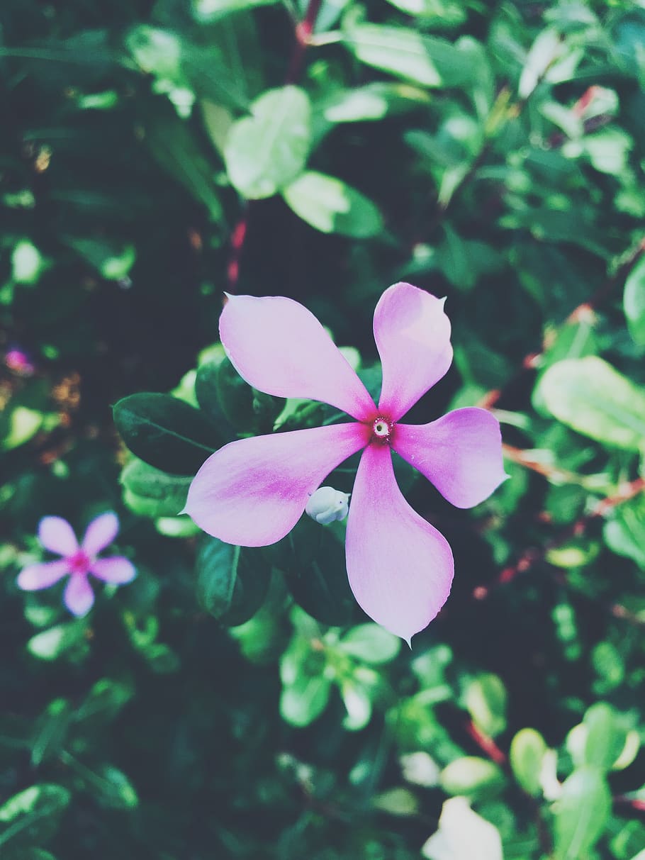 india, agra, flower, macro, plant, flowering plant, freshness HD wallpaper
