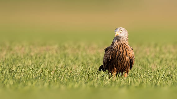 bird on grass, animal, hawk, buzzard, kite bird, eagle, wildlife HD wallpaper