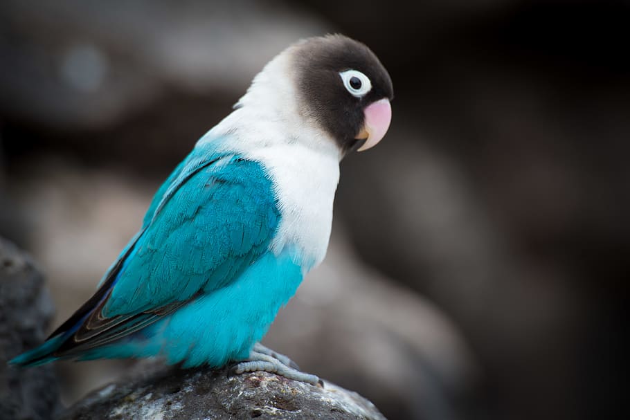 animal, bird, one animal, vertebrate, animal wildlife, animals in the wild HD wallpaper