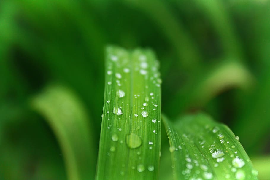 Closeup Photo of Green Leafed Plant With Water Dew, blur, bright HD wallpaper