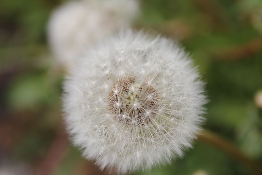 herb, plant, dandelion, leaf, plant part, flower, fragility HD wallpaper