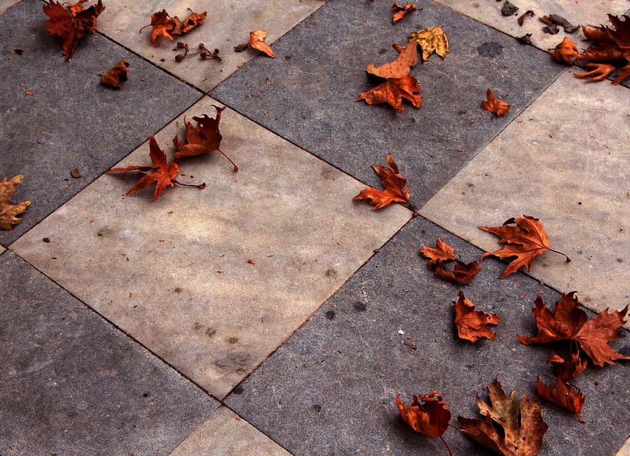 greece, davleia, leaves, fall, ground, autumn, change, leaf HD wallpaper
