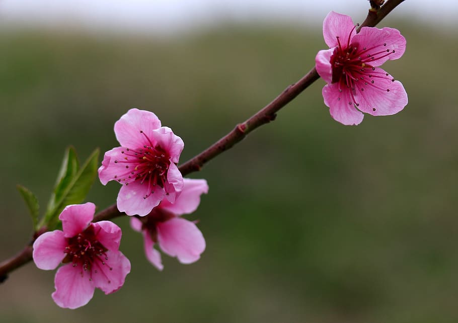 flowers, pink, casey, tree, spring, coloring, romance, flowering plant HD wallpaper
