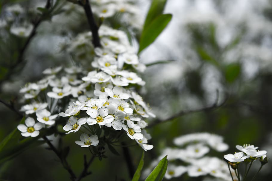 white flowers, plant, blossom, geranium, petal, pollen, québec, HD wallpaper
