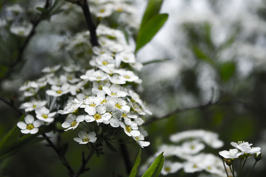 white flowers, plant, blossom, geranium, petal, pollen, québec HD wallpaper