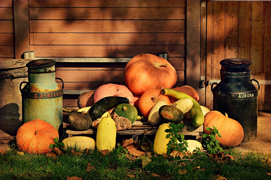 pumpkin, vegetable, food, folklore, cinderella, halloween, decoration HD wallpaper