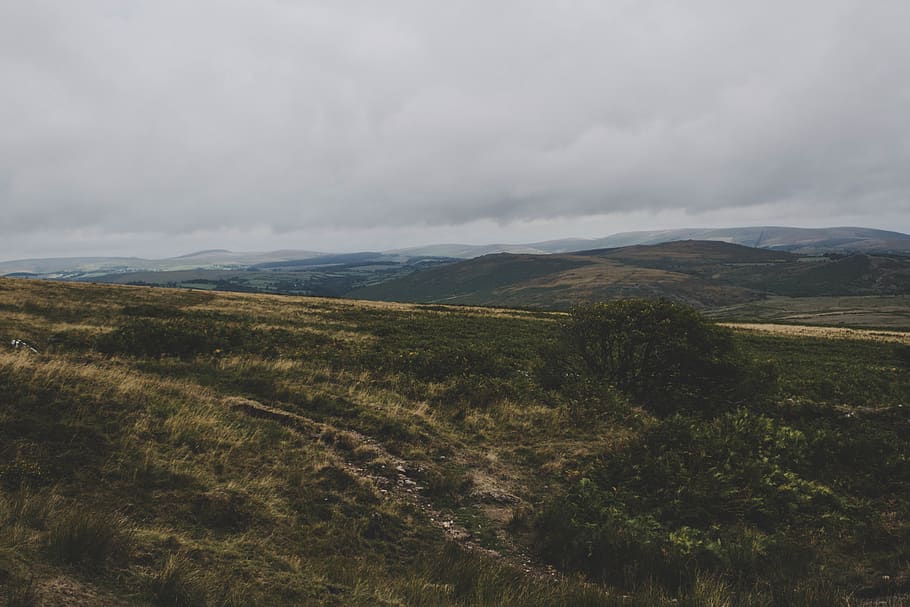 green, tree, hill, grass, moor, dartmoor, scenics - nature HD wallpaper