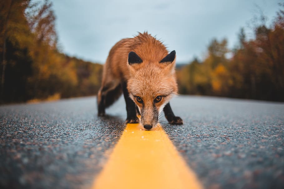 red fox on concrete road, cloud, perspective, street, rain, autumn HD wallpaper