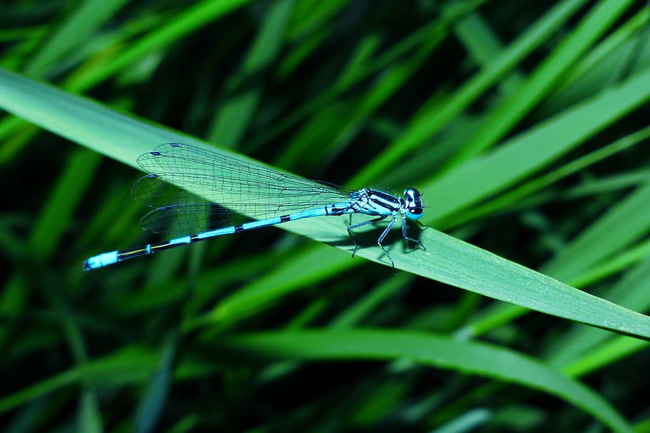 blue damselfly, insect, dragonfly, animal, anisoptera, invertebrate HD wallpaper
