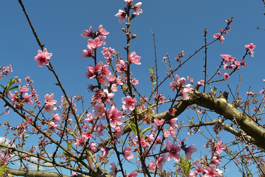 flower, peach tree, spring, botanist, flourish, nature, flora HD wallpaper