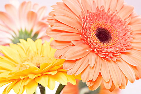background, beautiful, blossom, botany, daisy, flora, flower HD wallpaper