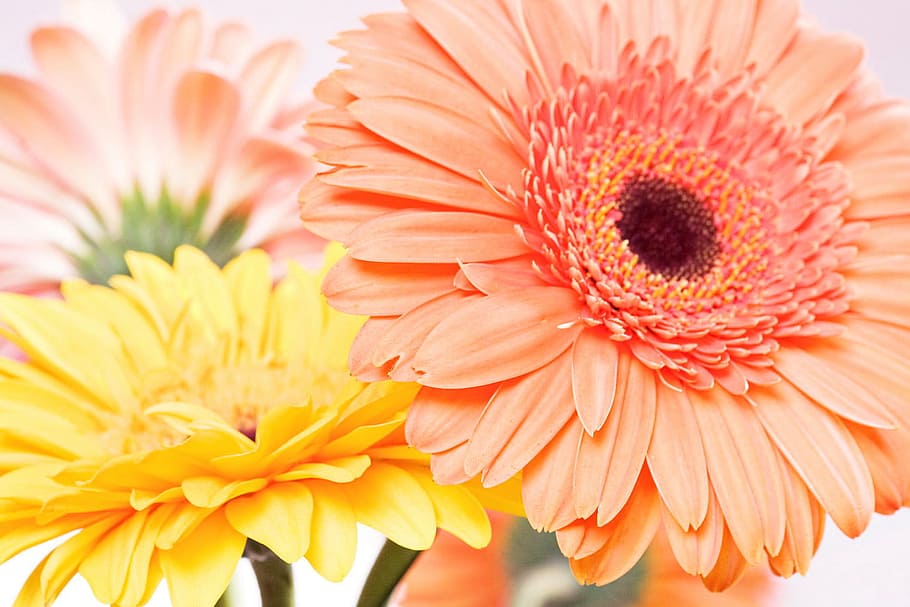 background, beautiful, blossom, botany, daisy, flora, flower HD wallpaper