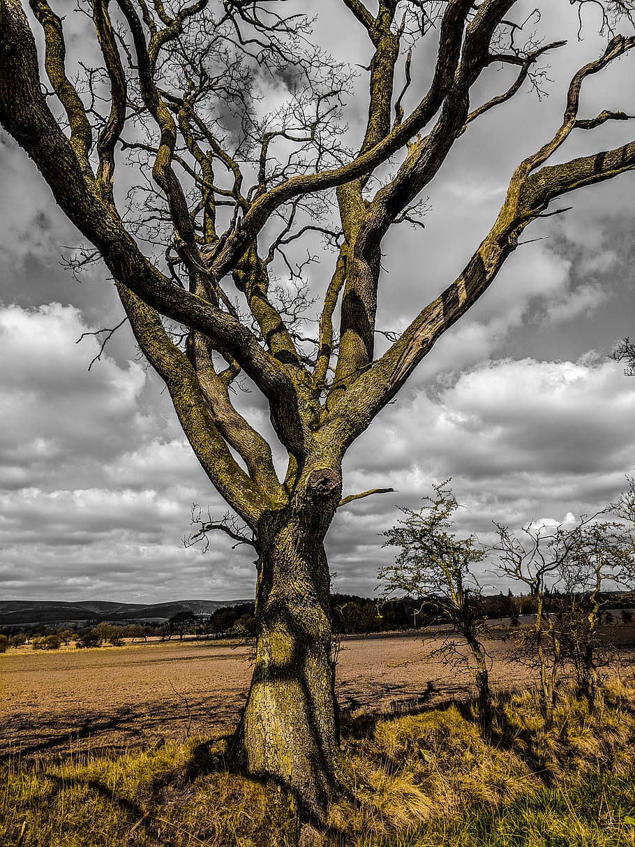 tree trunk, plant, field, outdoors, grassland, savanna, nature HD wallpaper