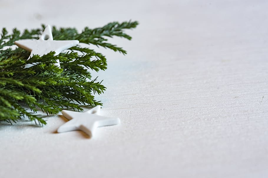 green plant on white surface, christmas, leeds, united kingdom HD wallpaper