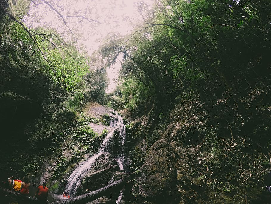 Photography of Waterfalls Near Trees, branches, environment, foliage HD wallpaper