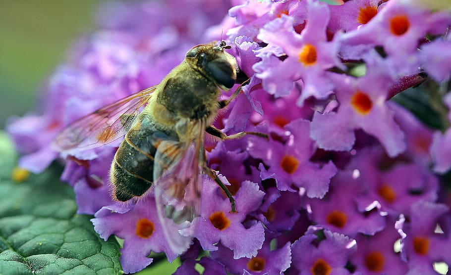 hummel, bee, insect, fly, animal, wild, nature, flower, garden HD wallpaper