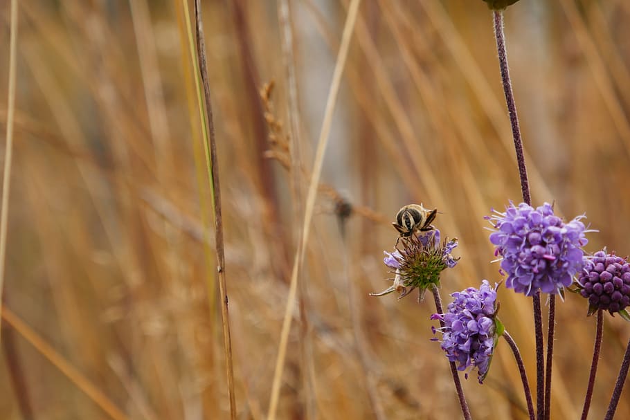 bee, blossom, bloom, insect, close up, flower, autumn, pollination HD wallpaper