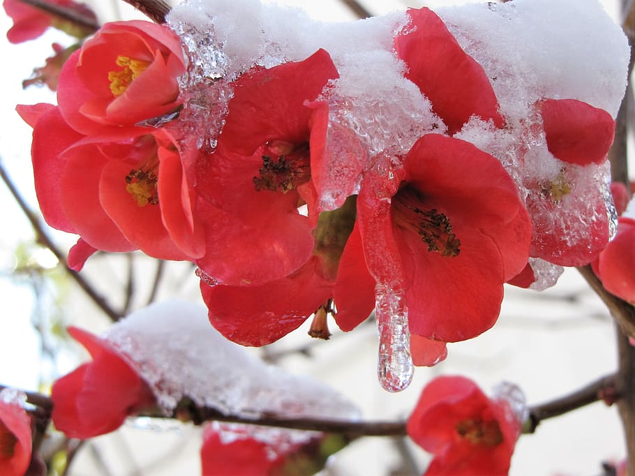 plant, flower, flowering plant, cold temperature, close-up HD wallpaper