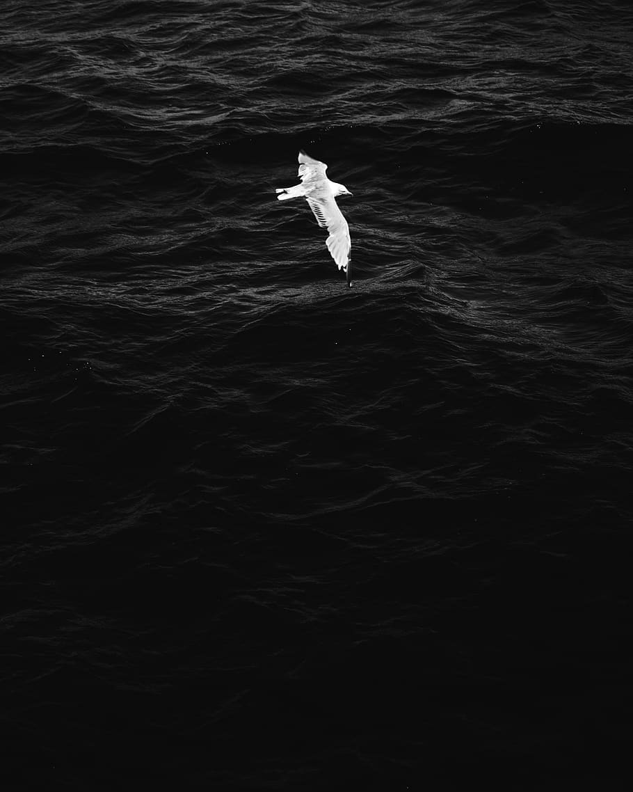 soaring white bird over rippling water, animal, flying, waterfowl