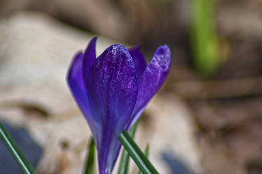 crocus in early arkansas spring, blossom, bloom, flower, purple, HD wallpaper