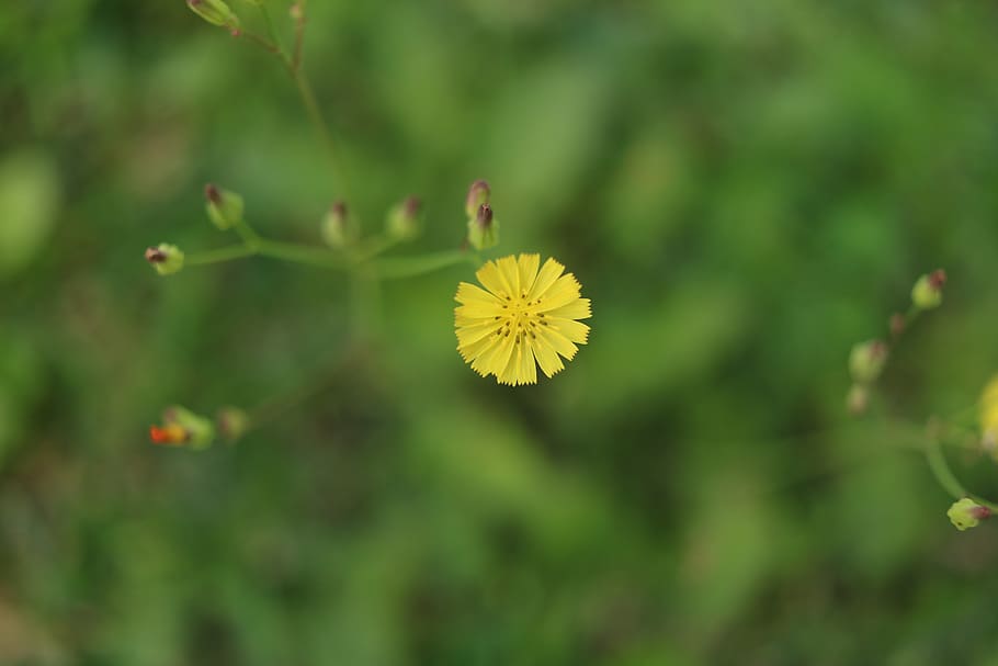 flower, sun, light, mexico, grass, green, yellow, peaceful HD wallpaper