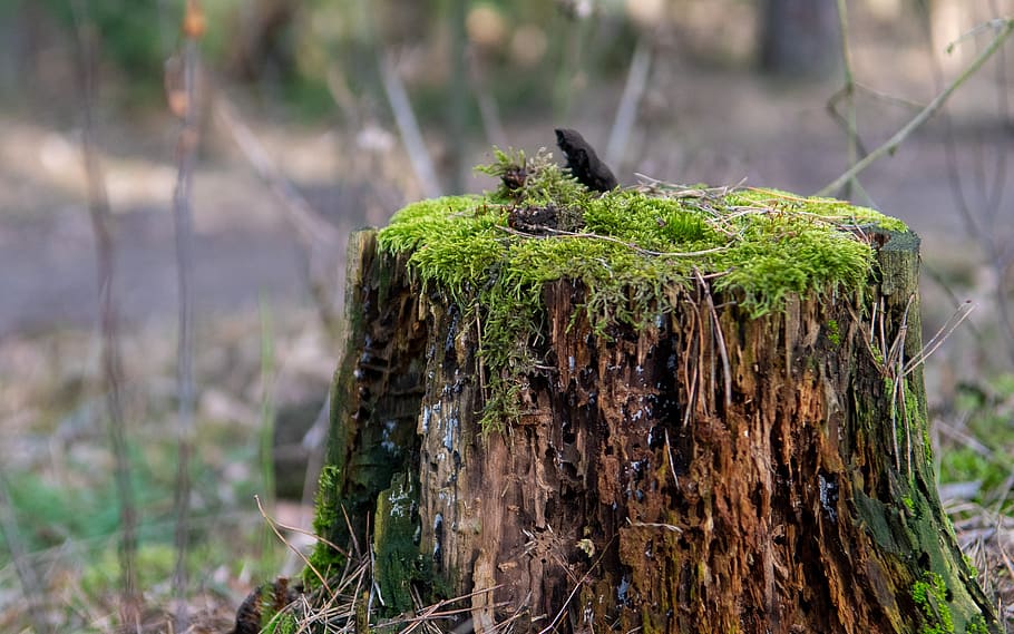 forest, trunk, tree, foliage, litter, nature, green, park, closeup HD wallpaper