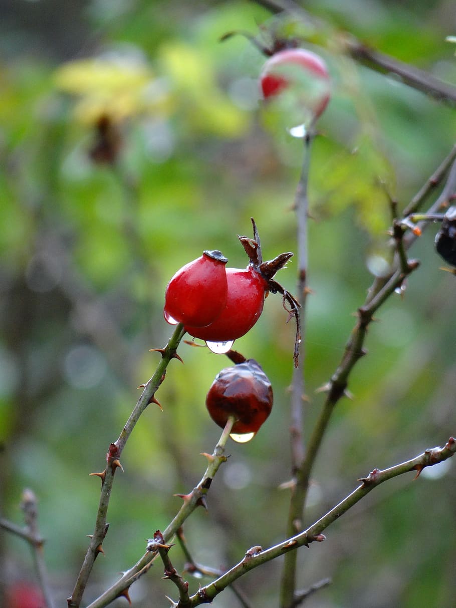 Rain berry. Капли на ягодах. Ягода с каплей. Шиповник фото ягода. Красные картинки ягоды с каплей.